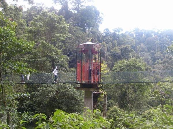 Canopy Bridge Bodogol 